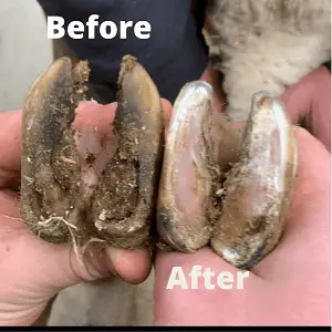 Before and after hoof trimming