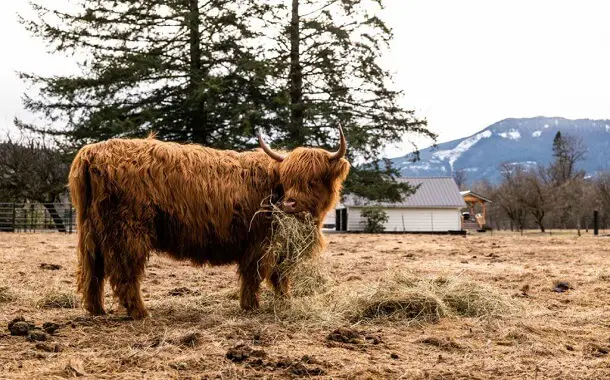 Highland Cow Feed Cost