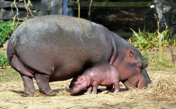 Hippopotamus Cost