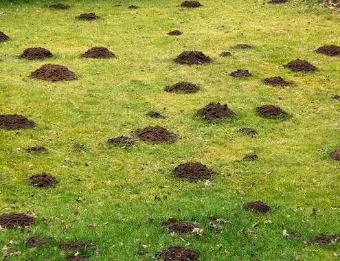 Soil For Lawn