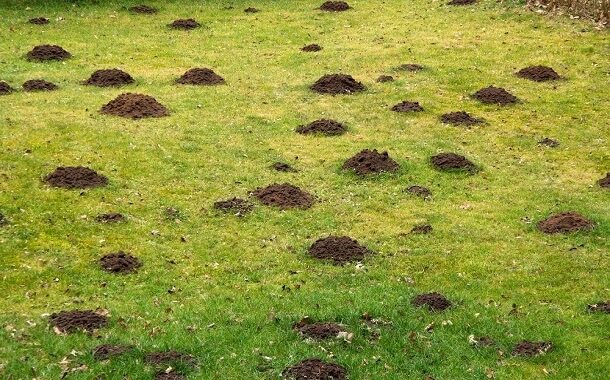 Soil For Lawn