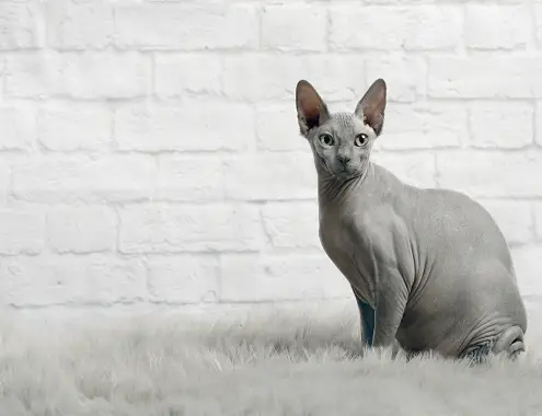 Hairless Cat Cost