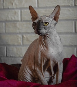 Hairless Sphynx Cat