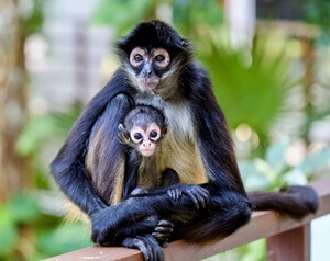 Spider Monkey With Baby