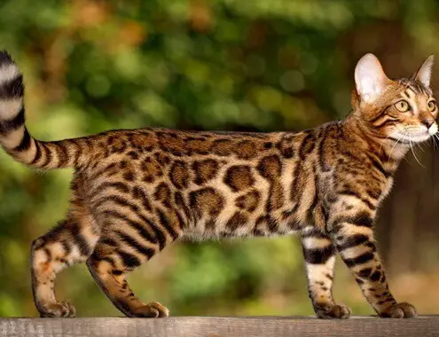 Bengal Cat Cost