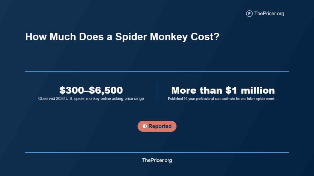 Spider Monkey Cost