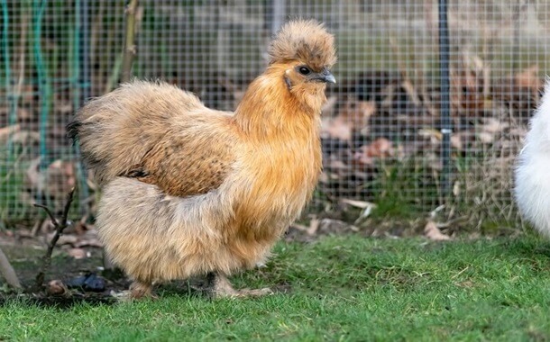 Silkie Chicken Cost