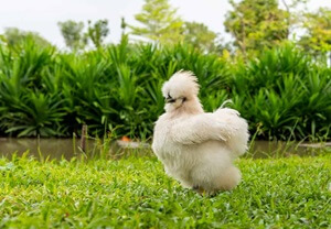 Silkie Chicken in Grass