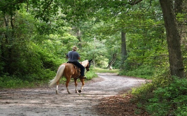 Trail Horse Cost