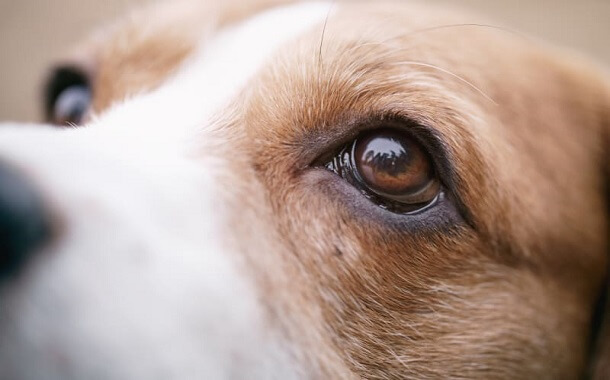 Dog Cataract Surgery Cost