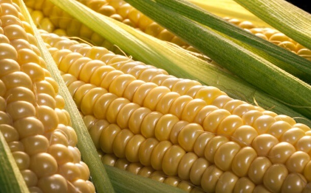 One Cob of Corn Cost