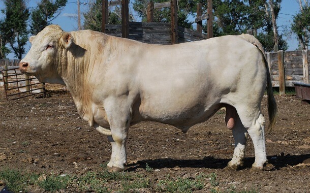The Cost of Charolais Beef
