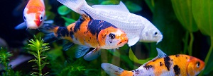 Koi Fish in a Tank