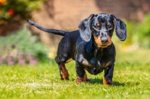 Miniature Weiner Dog