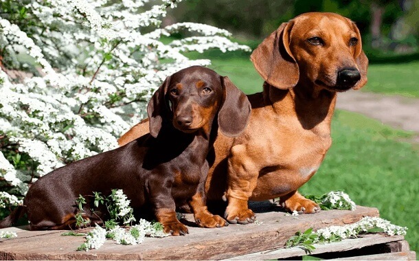 Dachshunds Cost