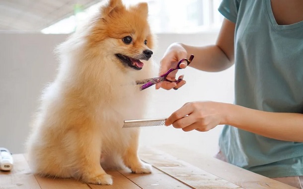 Dog Grooming Cost