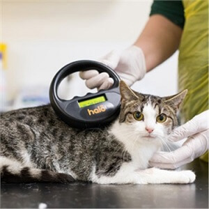 Cat Microchipping