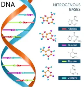 DNA Testing