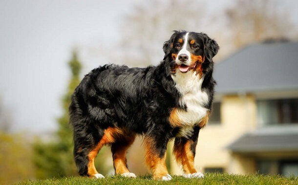 Bernese Mountain Dog Cost
