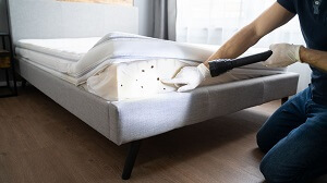Heat Treatment for Bed Bugs