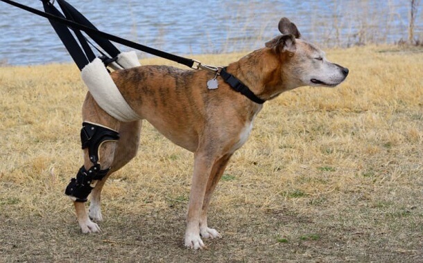 Cruciate Ligament Dog Surgery Cost