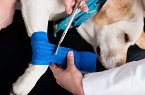 Cruciate Ligament Dog Surgery 