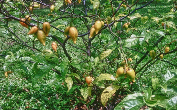Ibogaine Cost