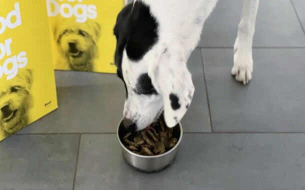 Sundays Dog Food Cost