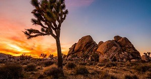 Joshua Tree National Park Cost