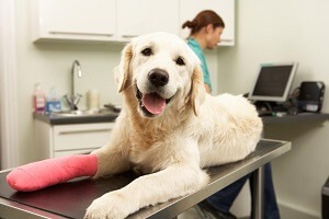 Emergency Vet Visit Cost