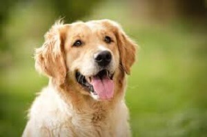 Golden Retrievers Cost 