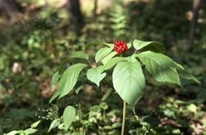 American Ginseng 