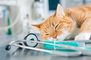 Cat Euthanasia
