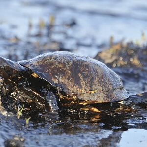 Oil Spill Cleanup