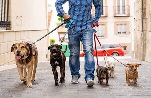 Dog Walking or Pet Sitting Cost