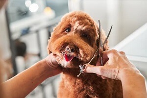 Professional Pet Grooming